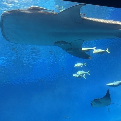 美ら海水族館
