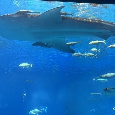 美ら海水族館