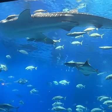 美ら海水族館