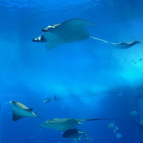 美ら海水族館