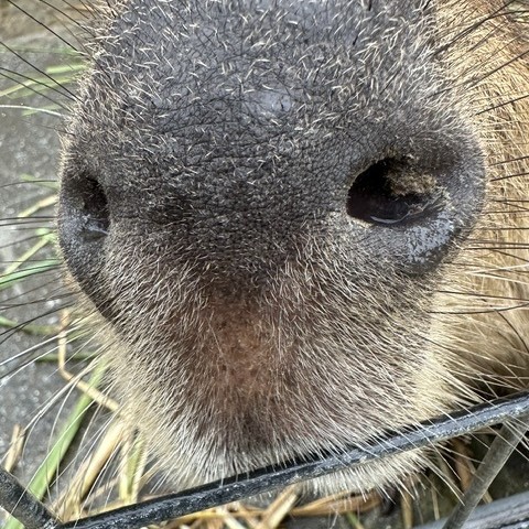 ネオパークオキナワ