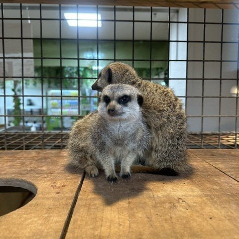ネオパークオキナワ